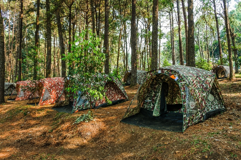 Tenda berkemah hutan pohon