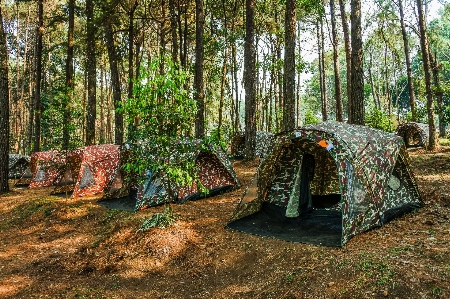 Tent camping forest tree Photo