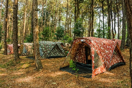 Tent camping forest tree Photo