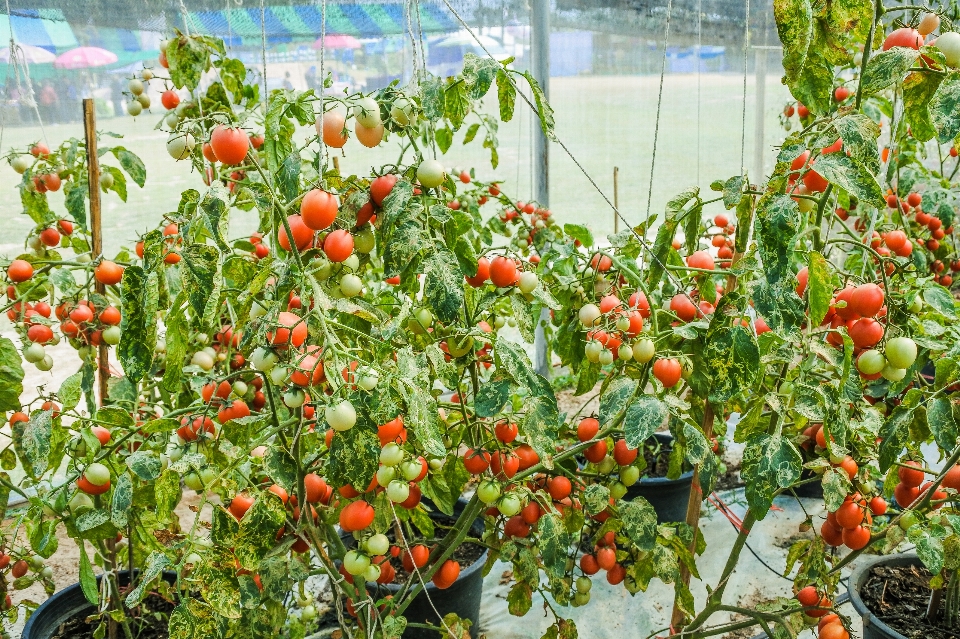 Gardening seasonal young rural