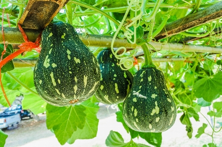 Zucchini rural freshness beautiful Photo