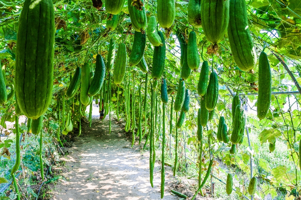 Zucchini rural freshness beautiful