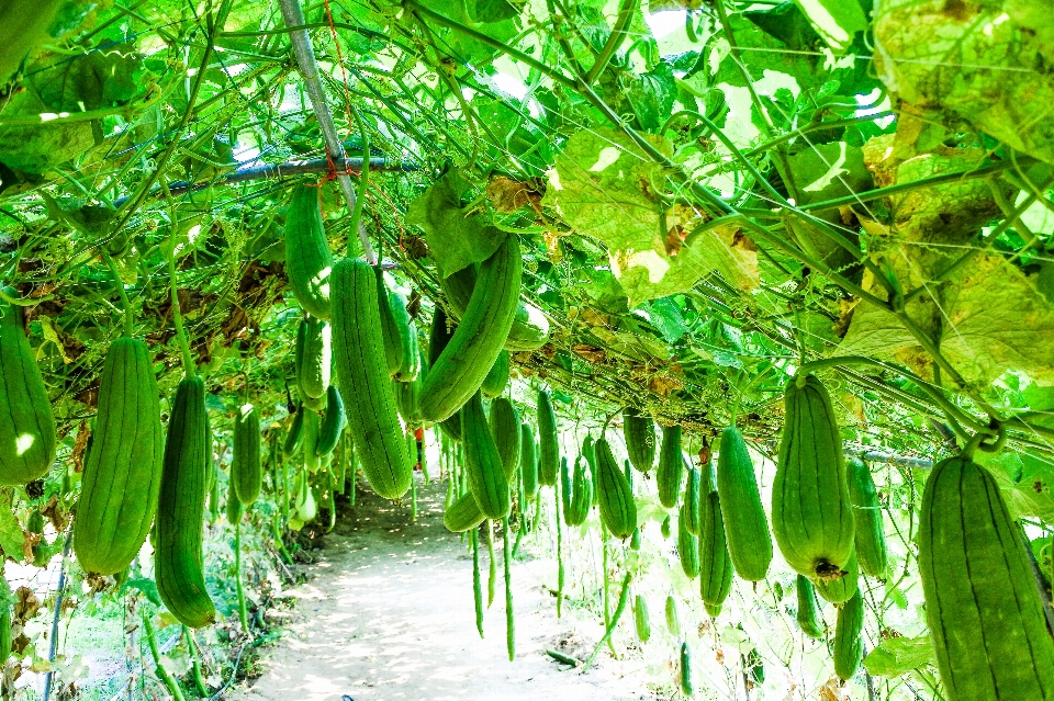 Zucchini rural freshness beautiful