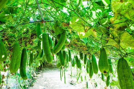 Zucchini rural freshness beautiful Photo