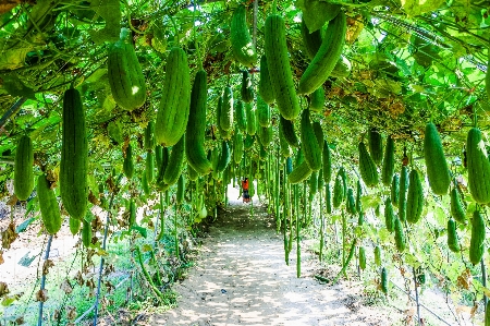 Zucchini rural freshness beautiful Photo