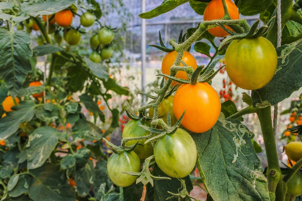 Gartenarbeit saisonal jung ländlich