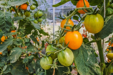 Gardening seasonal young rural Photo