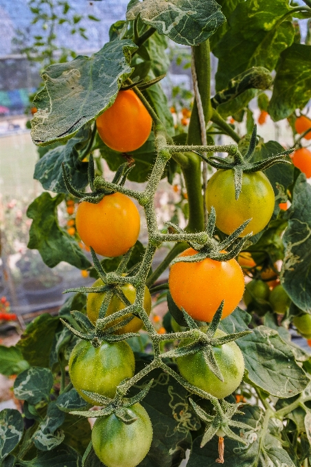 Gardening seasonal young rural