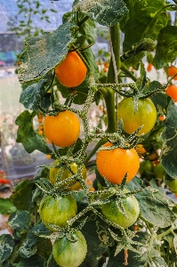 Gardening seasonal young rural Photo