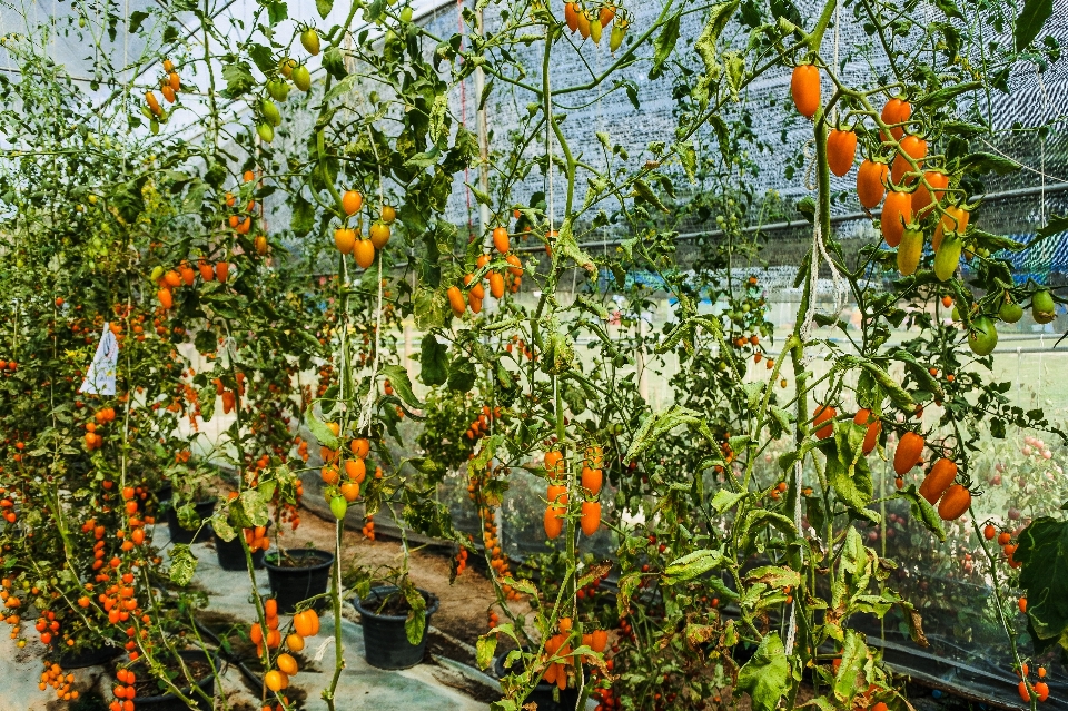 Gardening seasonal young rural