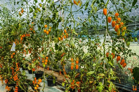 Gardening seasonal young rural Photo