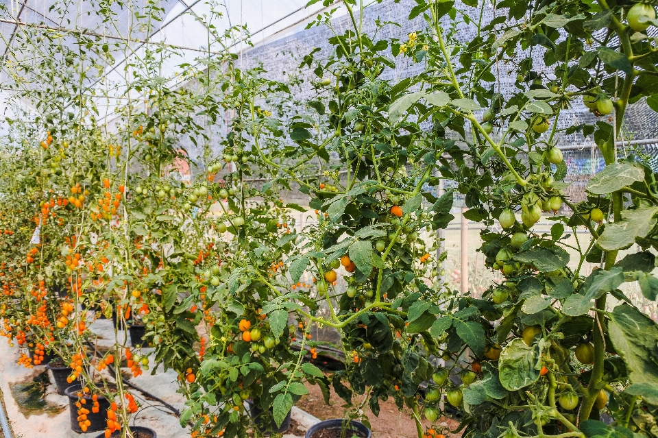 Gardening seasonal young rural