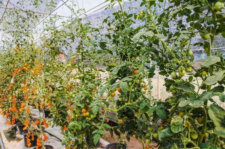 Gardening seasonal young rural Photo