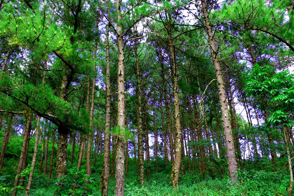 Conifers crowns day evening