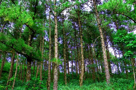 Conifers crowns day evening Photo