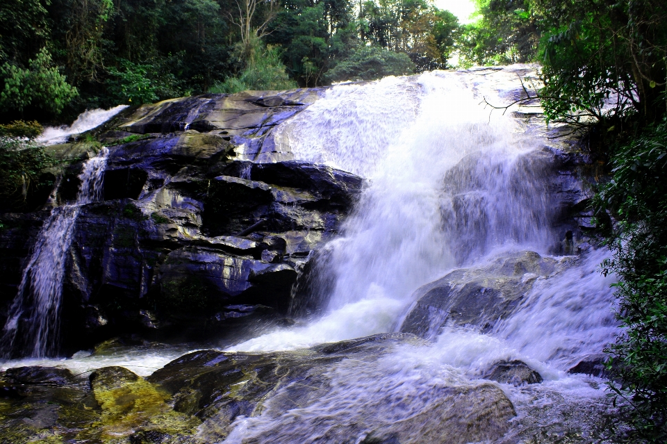 Chiang
 bosque verde duro