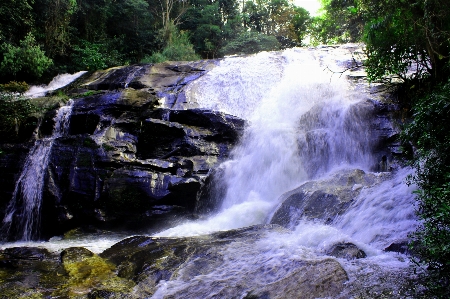 Foto Chiang
 floresta verde duro