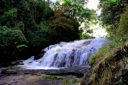 Foto Chiang
 floresta verde duro