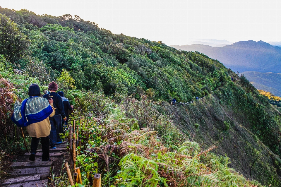 Alam gunung tumbuh-tumbuhan bentang pegunungan
