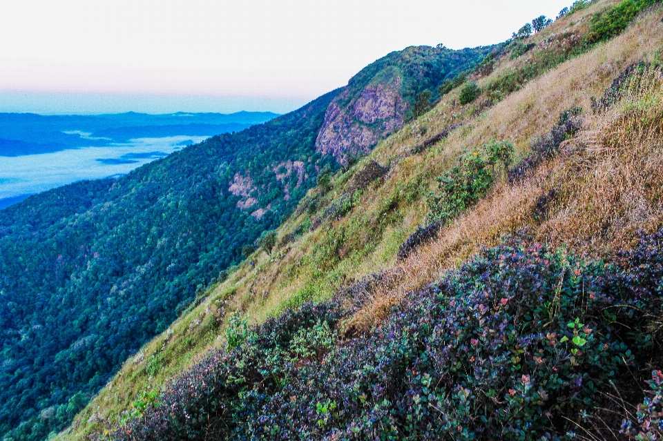 Alam gunung bentang pegunungan
 tumbuh-tumbuhan