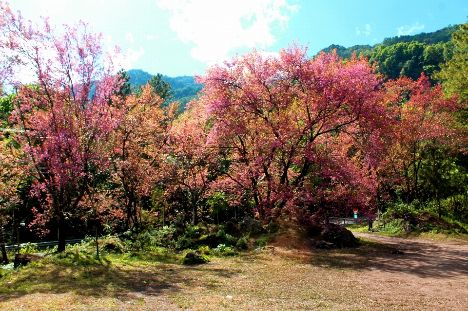 Tree nature sakura beautiful