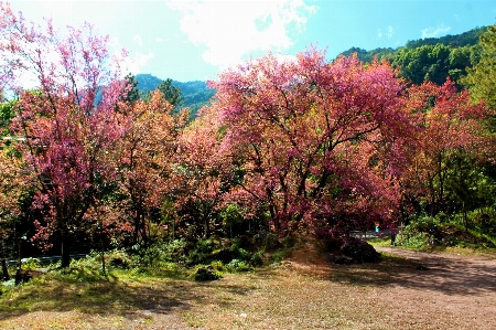 Tree nature sakura beautiful Photo