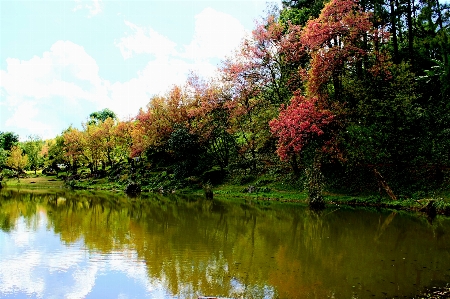 Tree nature sakura beautiful Photo