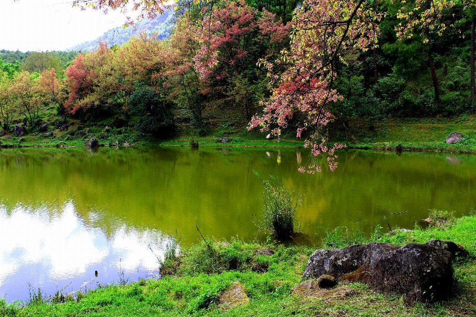 Baum natur sakura
 schön