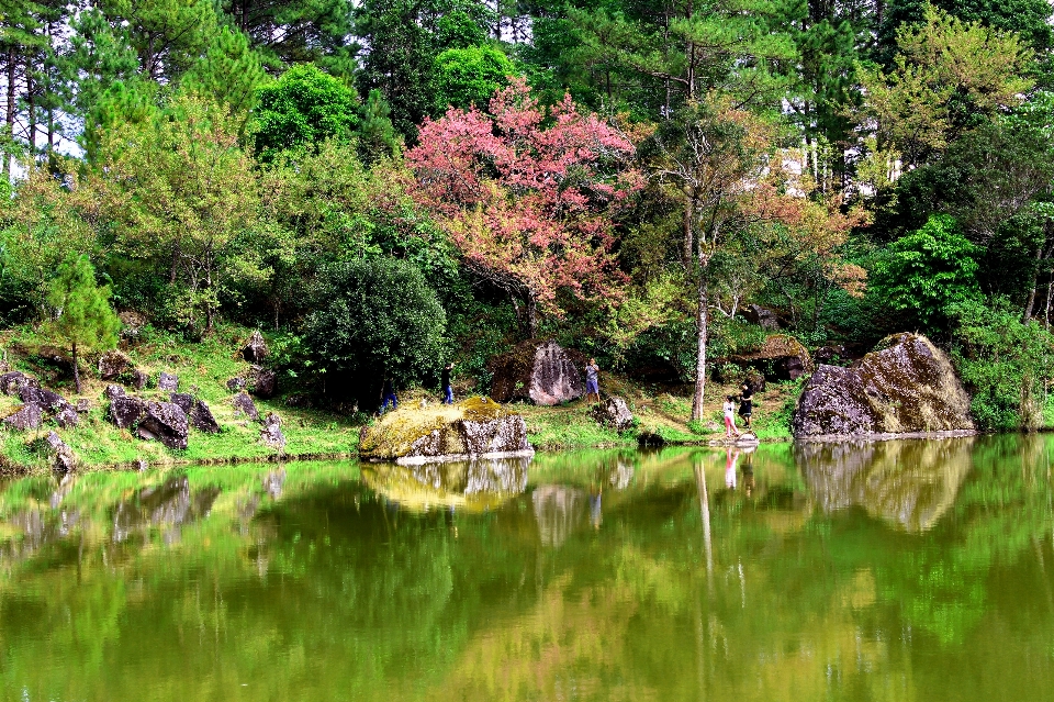 Tree nature sakura beautiful