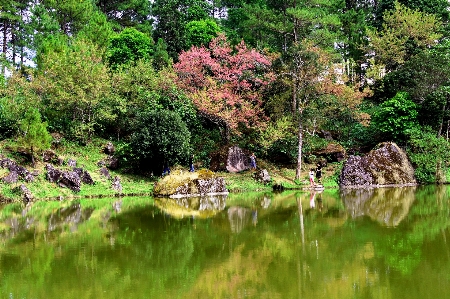 Tree nature sakura beautiful Photo