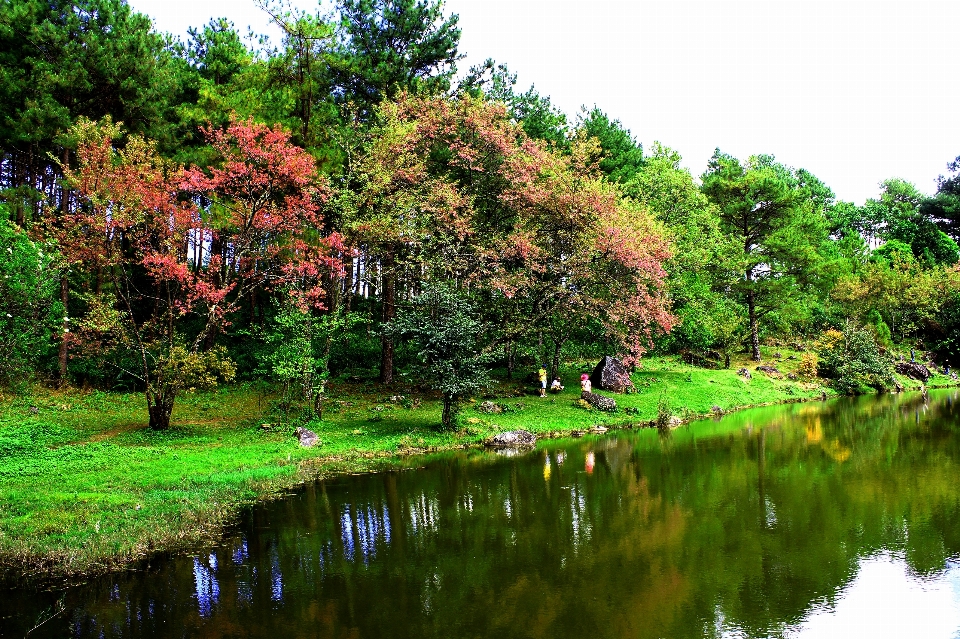 Tree nature sakura beautiful