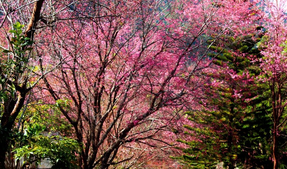 Arbre nature sakura
 beau