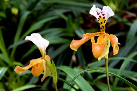 Nature plant flower tropical Photo