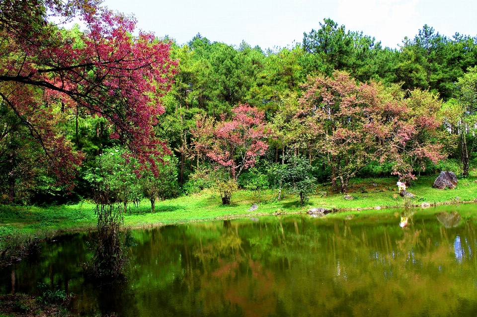 Tree nature sakura beautiful