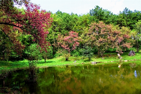 Tree nature sakura beautiful Photo