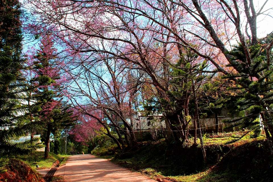 Ağaç doğa sakura
 güzel