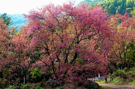 Tree nature sakura beautiful Photo