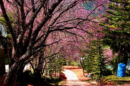 Tree nature sakura beautiful Photo