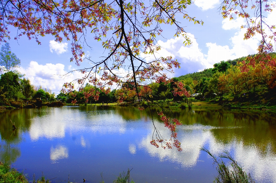 Tree nature sakura beautiful