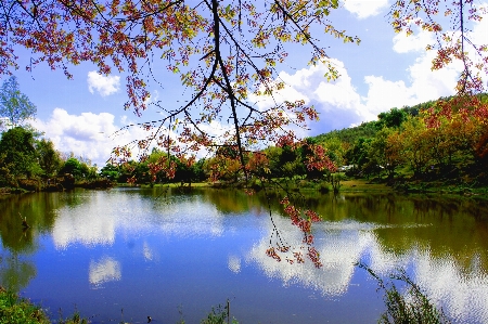 Tree nature sakura beautiful Photo