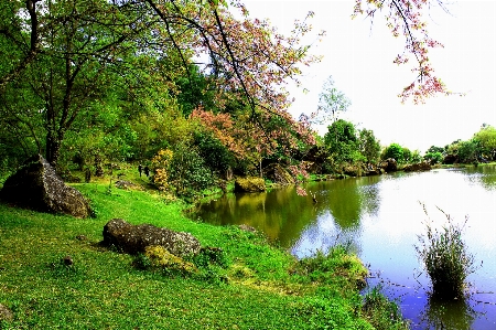 Tree nature sakura beautiful Photo