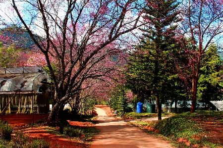 Tree nature sakura beautiful Photo