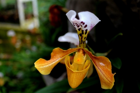 Nature plant flower tropical Photo