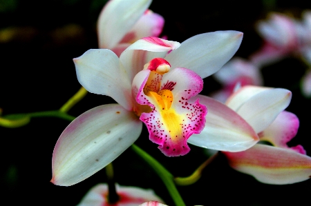 Nature plant flower tropical Photo