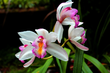 Nature plant flower tropical Photo