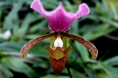 Nature plant flower tropical Photo