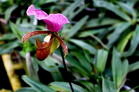 Nature plant flower tropical Photo