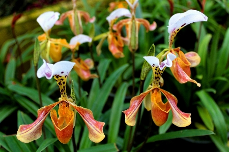 Nature plant flower tropical Photo