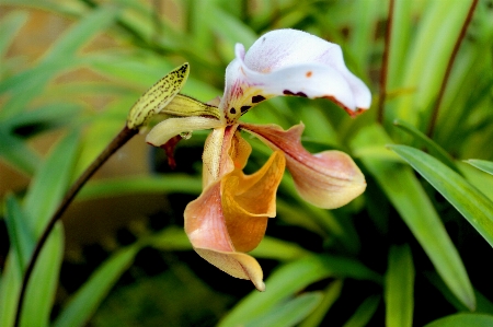 Nature plant flower tropical Photo