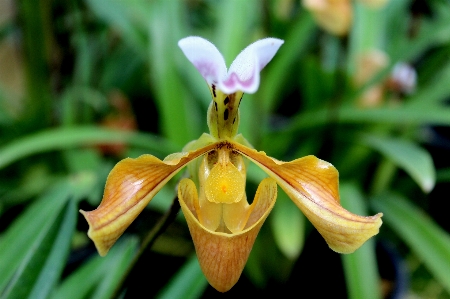 Nature plant flower tropical Photo